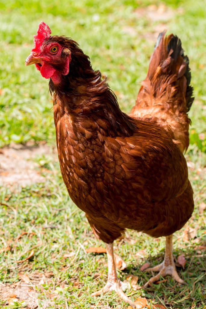 how-long-do-chickens-lay-eggs
